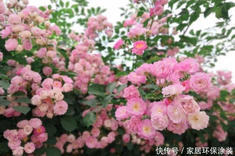 4种花形似玫瑰花，花期长还很好养，惹人喜欢