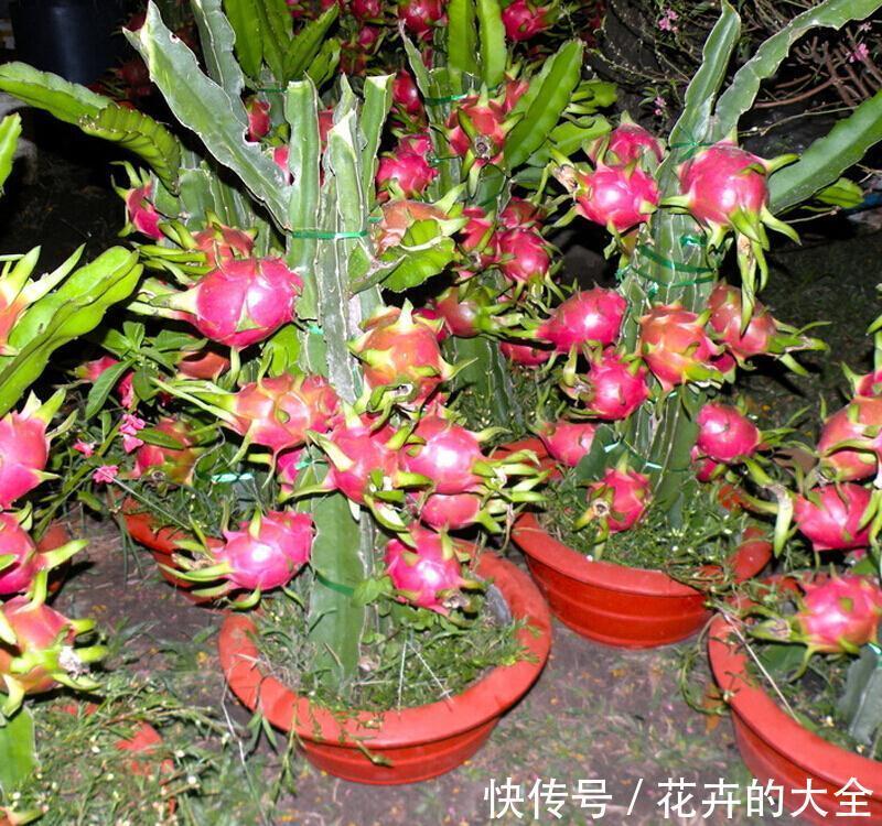 养护|火龙果育苗养护方法，学会了，每一盆都能开花结果