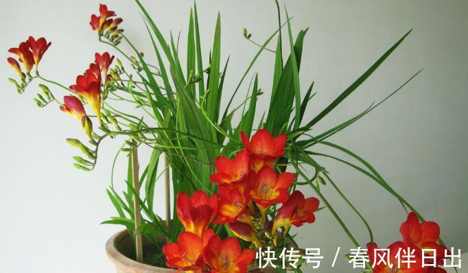 朱顶红|天气转凉，不要错过6种花，全都是喜温凉的“开花小能手”