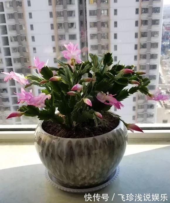 养花技巧:6种花须用小盆“挤着养”,控水好、长得旺!