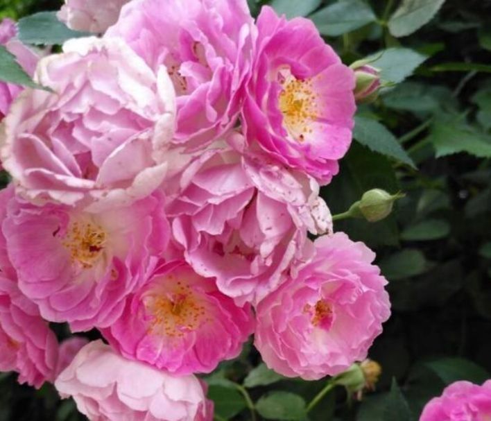 养花就养个花期长的,养在家里繁花似锦,清新脱俗,懒人最爱