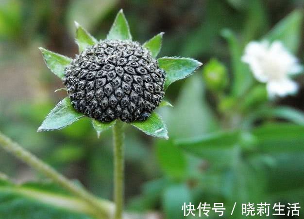 本草纲目|治疗白发的杂草,田间随处可见,知道的人不多