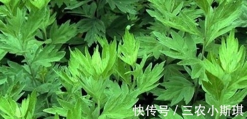 艾叶|艾叶草有什么功效
