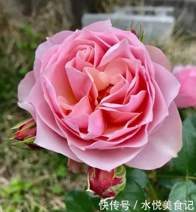 22种最漂亮的月季,一次能开300天,满屋飘香开花多