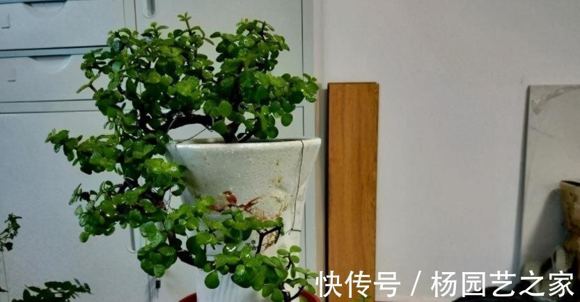多肉|金枝玉叶长得不漂亮？做好这3点，轻松整容成靓盆景