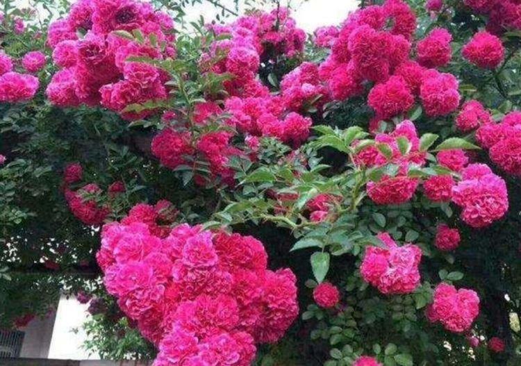 家有院子,一定要养4种花,花大色艳很漂亮,谁养谁爱