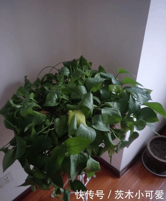绿萝放在室内就能活,错,这些地方空着也不能放