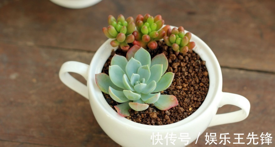 给多肉换盆土期间,没有注意到这些,还不如不动手