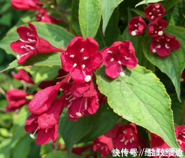 锦带花$此花种植历史悠久,形象十分的耀眼,寓意着未来前程似锦一片光明