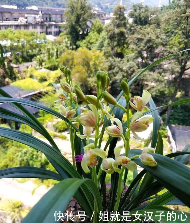 春天兰花发芽，“一灌二喷三埋”，兰花养分足，新芽多，长势爆盆！