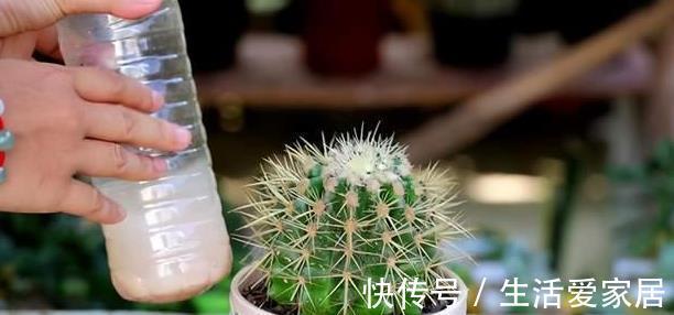 小球|夏季养活仙人球，避开这“3点”，安全度夏没有危险