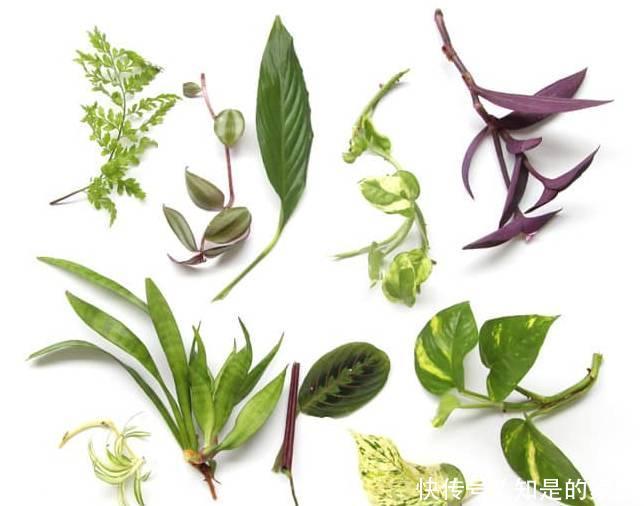 养花|12种净化空气非常棒的室内绿植,养花新手都养不死的植物