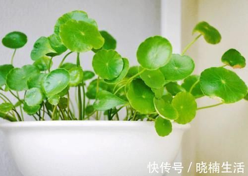 卧室养花,就养4种小绿植,有生机好管理