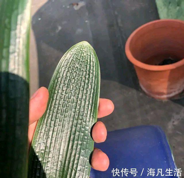 养护君子兰盆栽,做到3点,君子兰的叶片绿油油而起纹路,好看