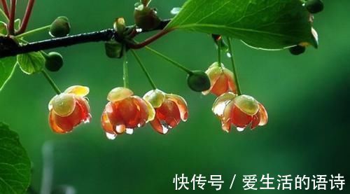 人称“五倍子”,“虫子”越多越值钱,以前是害草,如今成了宝