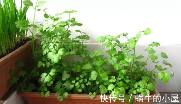 蔬菜|阳台种菜的技巧,看我家阳台的菜,都不用去菜市场了