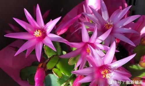 香蕉皮|香蕉皮,养花界的“春泥”,简单处理就能护花,添营养、省钱