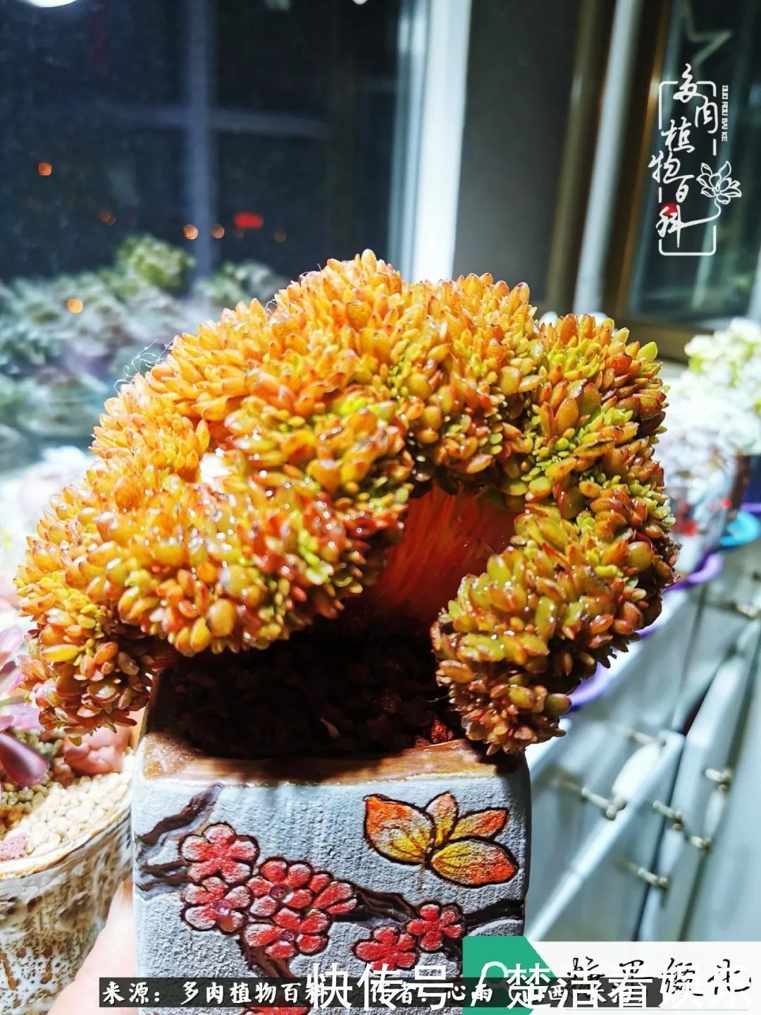 事物|懂得珍惜的人，才值得拥有更多美好的事物！养多肉也是如此！