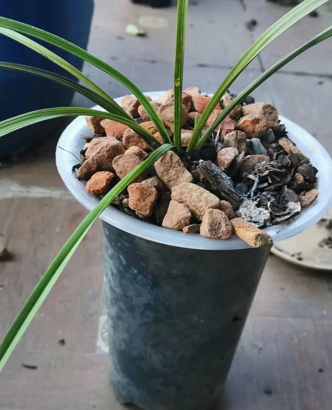 浇水|警惕秋老虎，别让你的花，度过夏天，却死在秋天