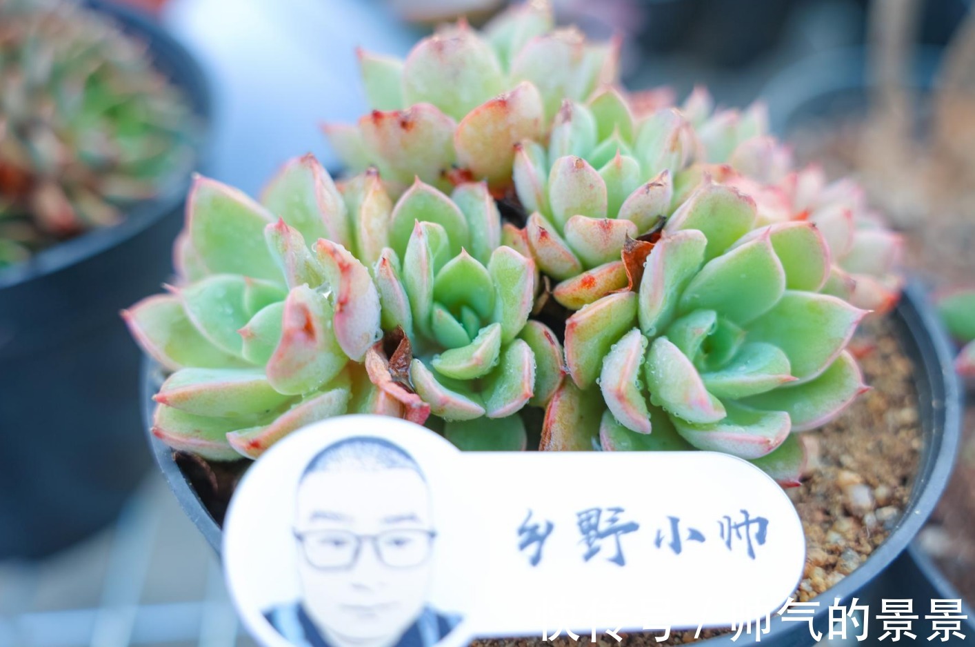 根系|多肉出现这几种情况，需要重新修根上盆，肉友们注意了