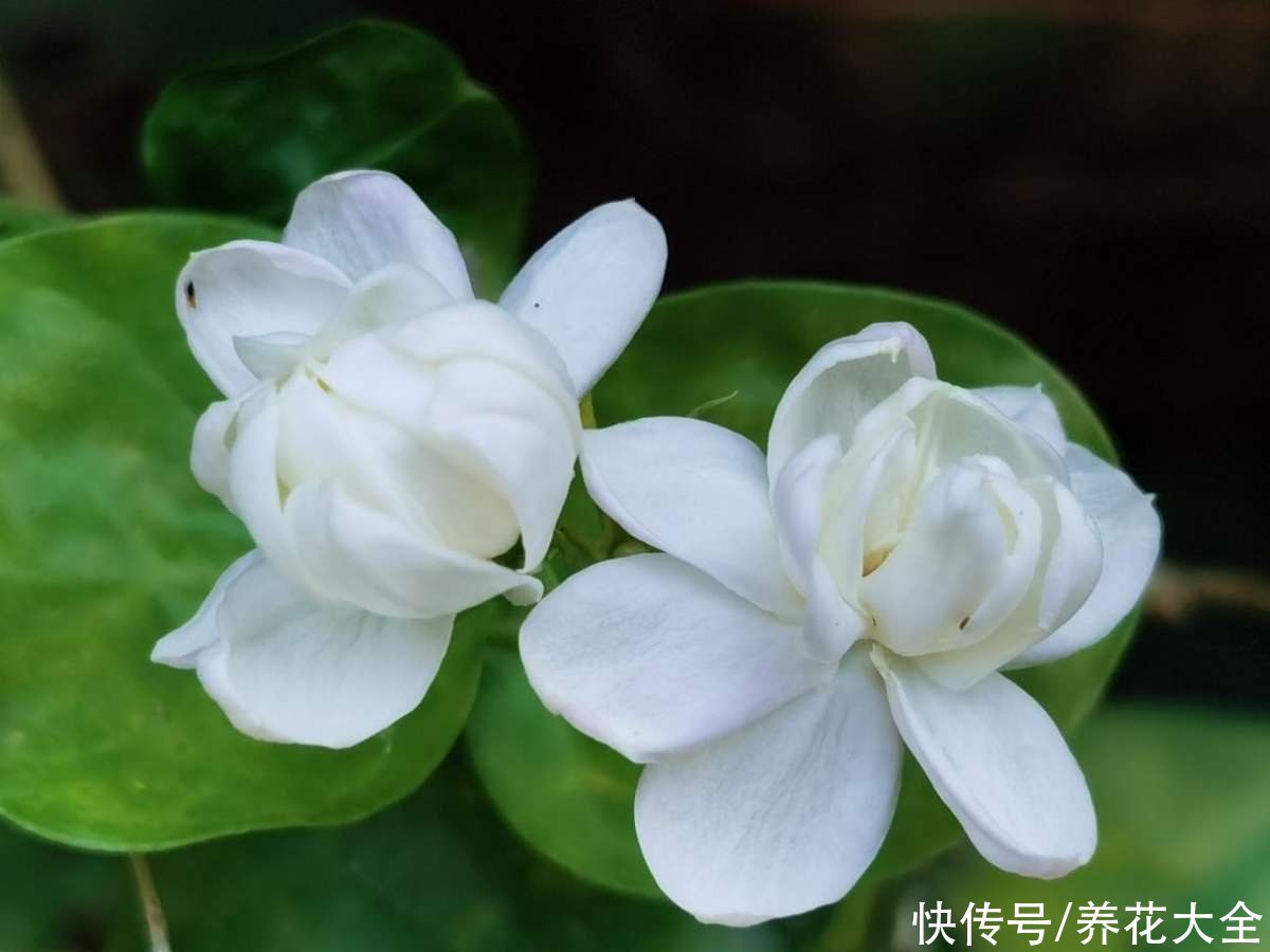 4种“活香水”,养在家里香香的,闻一闻心情都变好