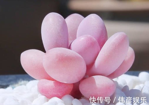 多肉桃之卵叶片干瘪怎么办教你3个小妙招，叶片饱满粉润更旺盛