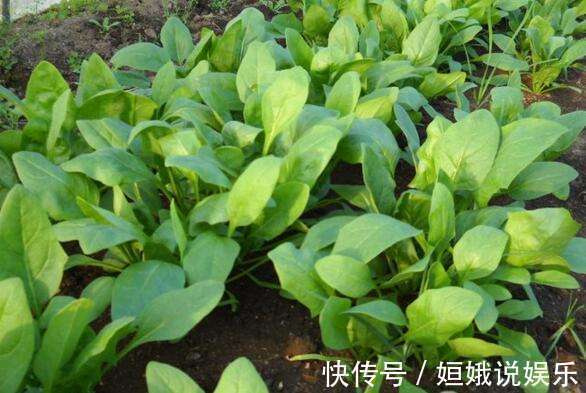 孩子|多给孩子吃此菜,再贵也不要省,孩子远离近视,身高蹭蹭的长