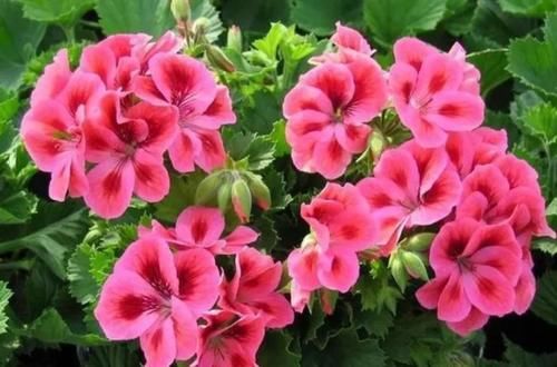 有4种花，开花漂亮又好养，春天栽种正好