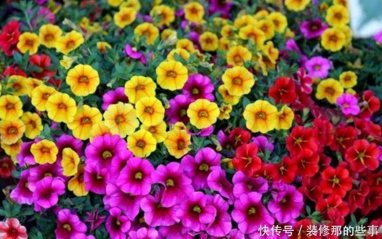 4种花美的出奇，高端大气，花朵硕大、花期长，漂亮好养！