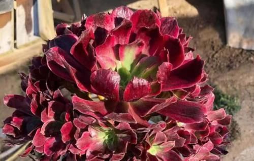 温度到零下多肉就会冻死？不一定，影响它们耐冻程度的因素可多了