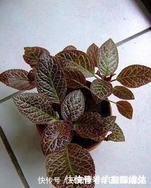 12种耐阴花,适合养在卫生间里,光不好也能呼呼长!