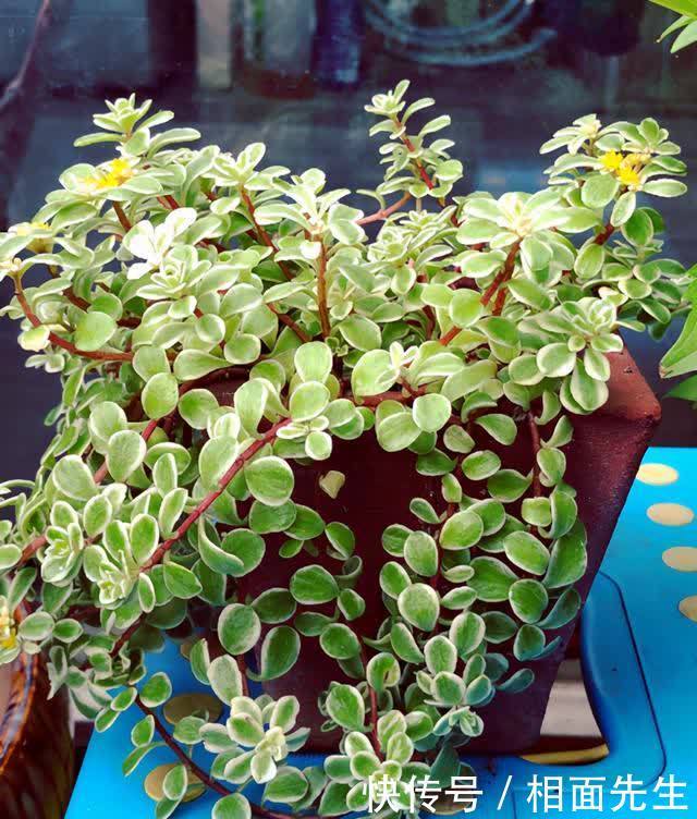 金枝玉叶金莹剔透,养护有技巧,学一学