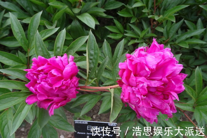 菊花|喜欢菊花，不如养盆“稀世牡丹”日本红，花色艳丽，红艳欲滴！