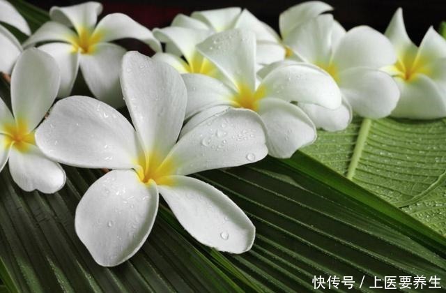 这7种树最能出效果,一旦花开就是人间仙境,花期最长可达半年!