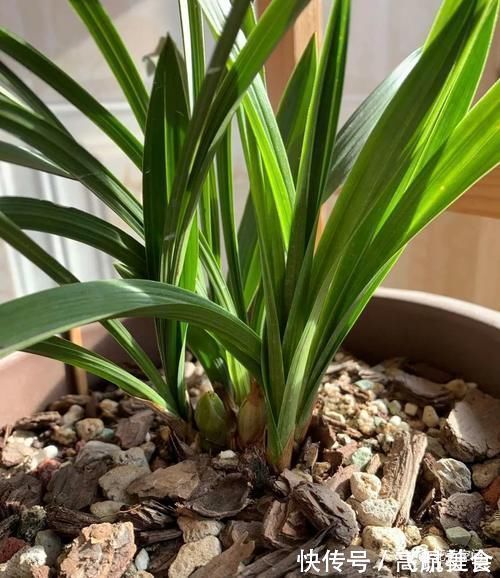 盆栽养花，花也养人，家里有老人小孩，多养这三种花！