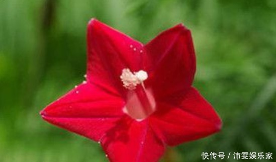 菊花|喜欢菊花,不如养盆“稀世名菊”大红芍药,花开似芍药,妩媚端庄