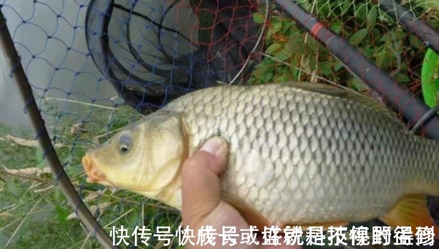 瞬间|你还别说，自从用这方法来对付鲤鱼，不吹不黑，竿子瞬间被拉弯