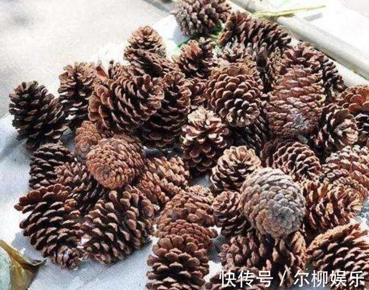 3种“垃圾”垫盆底，不黄叶烂根，1年四季叶子油绿，花开爆盆！