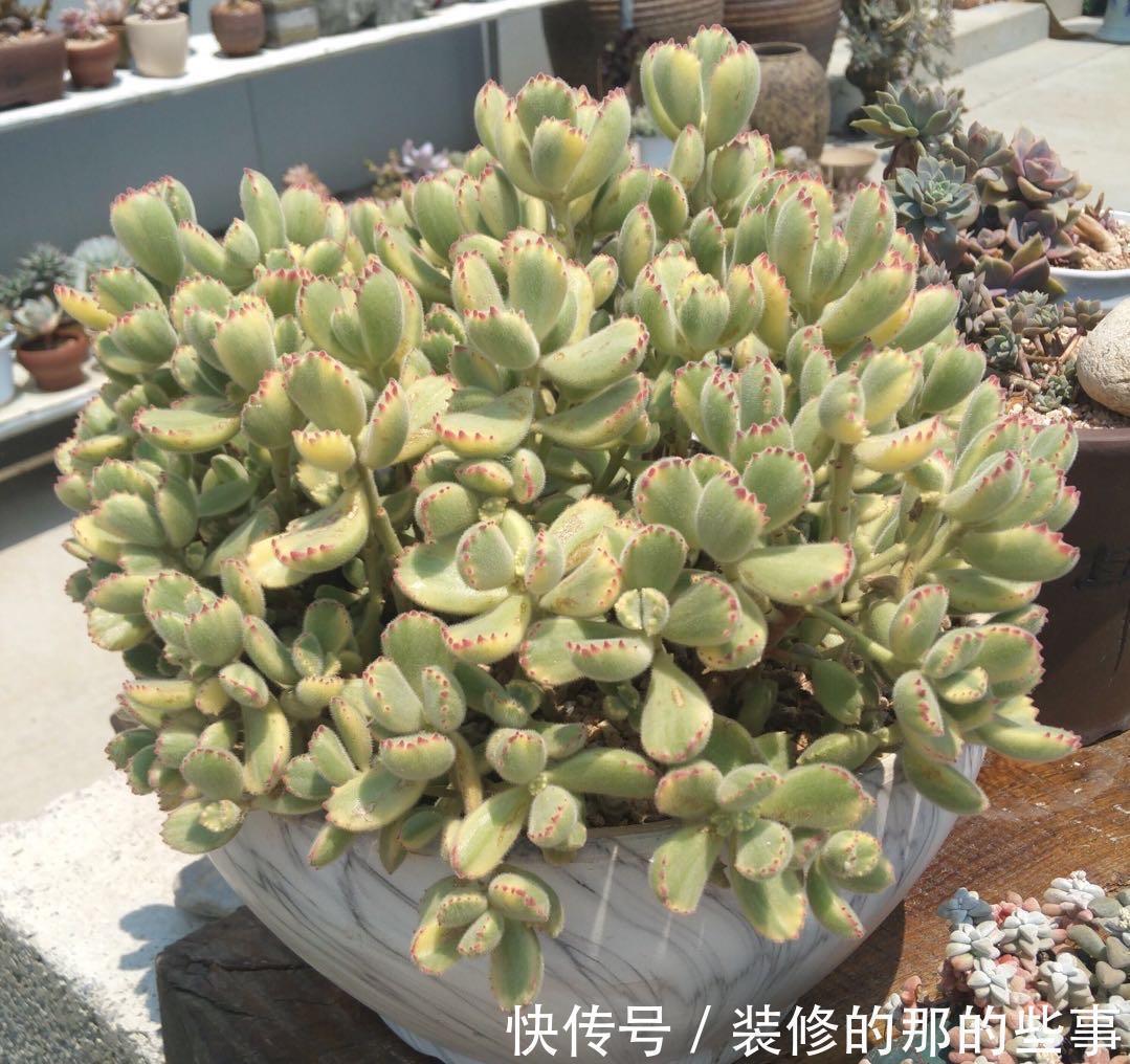 枝叶|养多肉熊童子,做好2点,爪子又肥又多,很萌很好看