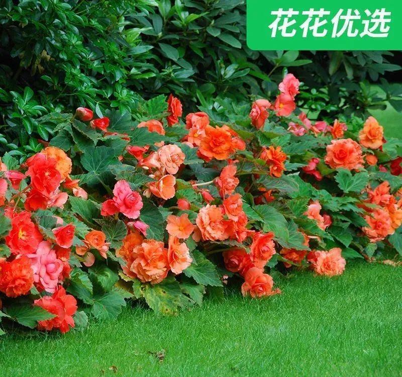 1种花不能用大盆,盆越小,水越少,开花更爆盆!