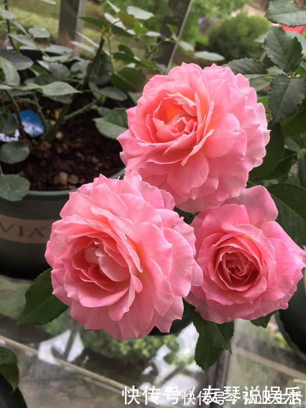 盆栽|花大香浓,漂亮不输玫瑰,植株低矮,四季有花开,盆栽养花选这种