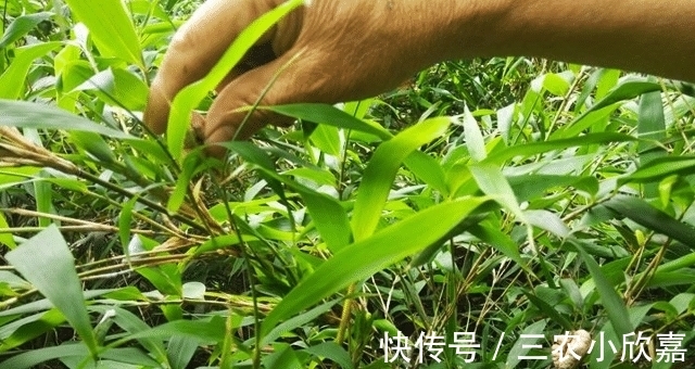 竹子|它若长在您家竹子上,请别摘掉,因为太珍贵了,100元一斤