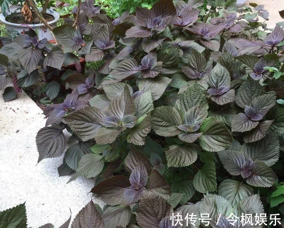 老中医最爱的8种花,一盆堪比小药箱,摘片叶子就能泡水喝!