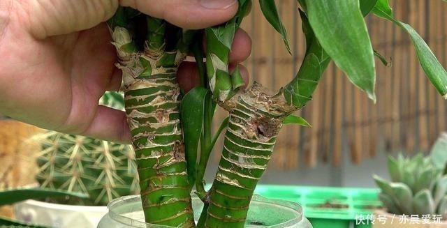 这4种花是出了名的水罐子,给点水就能长,水越多越好