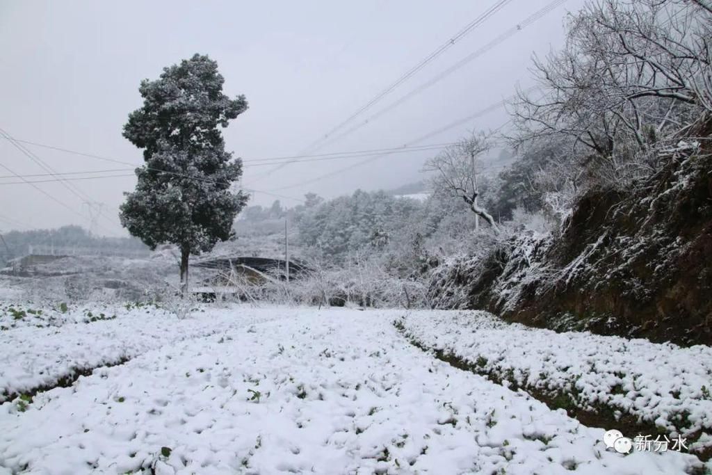 分水迎来新年第一场雪