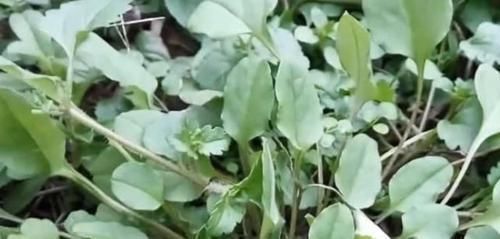 农村这野草长到家门口,农户把它当茶叶泡,城里认识的很少