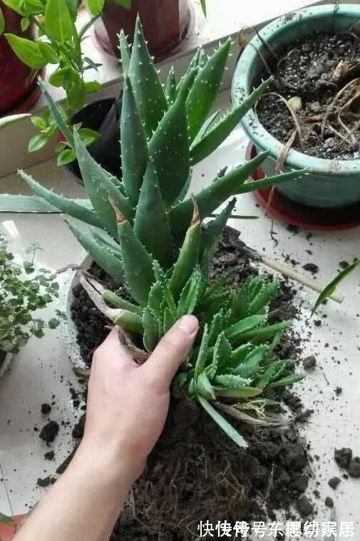 秋天养芦荟,4个小技巧,花箭一米高,冒芽20多,又壮又肥