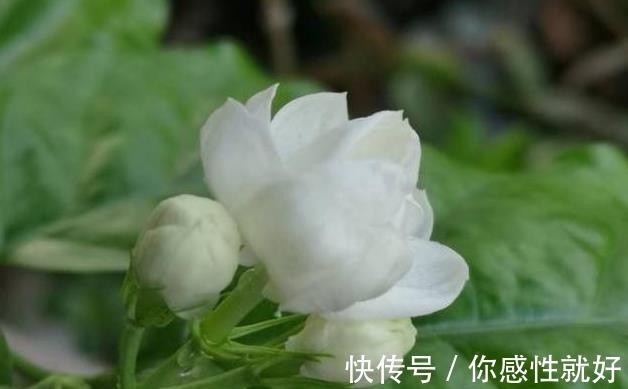 磷酸二氢钾|茉莉花僵苗怎么办2个“动作”改过来,新芽又窜满,开花开不停!