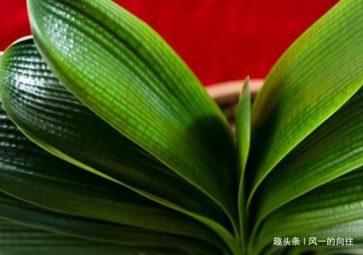 君子兰换盆后不好活选对季节,用好方法,这几步全都不能少