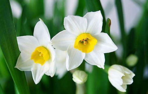 适合冬天养护的4种花,花好看名字也好听,颜值超高的